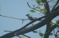 Lavender Waxbill